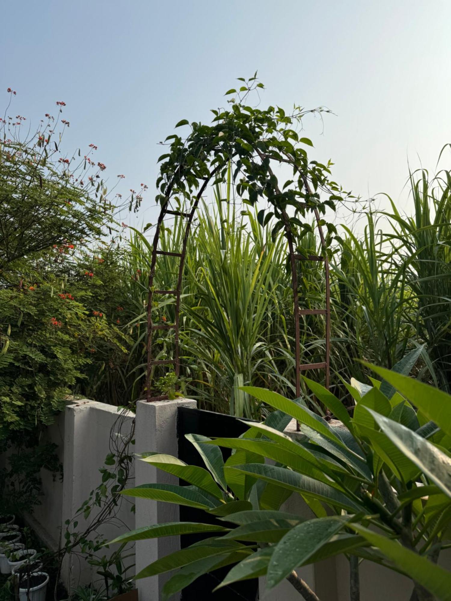The Bougainvillea Cottage Farmstay Near Dehradun , 2 Bedroom Private Cottage Next To Fields And Orchards With Hill Views Buitenkant foto